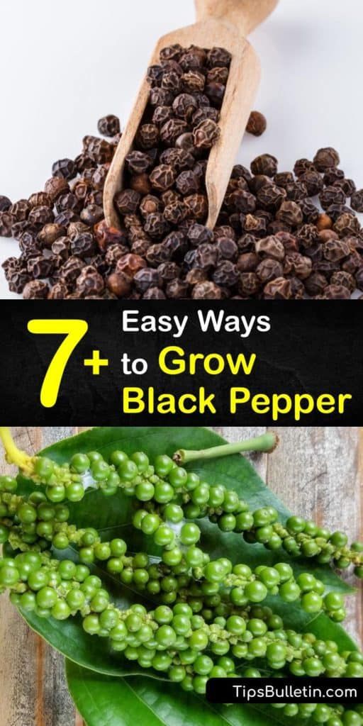 seven easy ways to grow black pepper