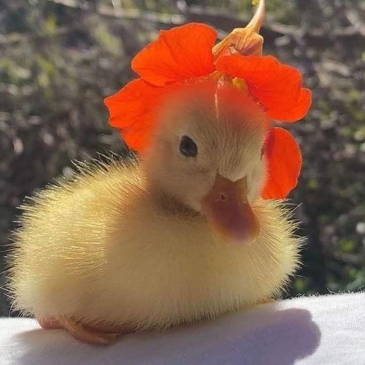 a small chicken with an orange flower on its head