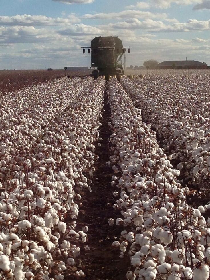 a large truck driving through a cotton field with lots of white clouds in the sky