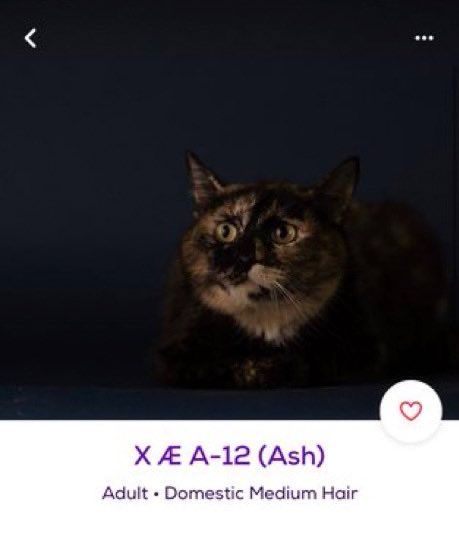 a cat sitting on top of a blue floor next to a black and white wall