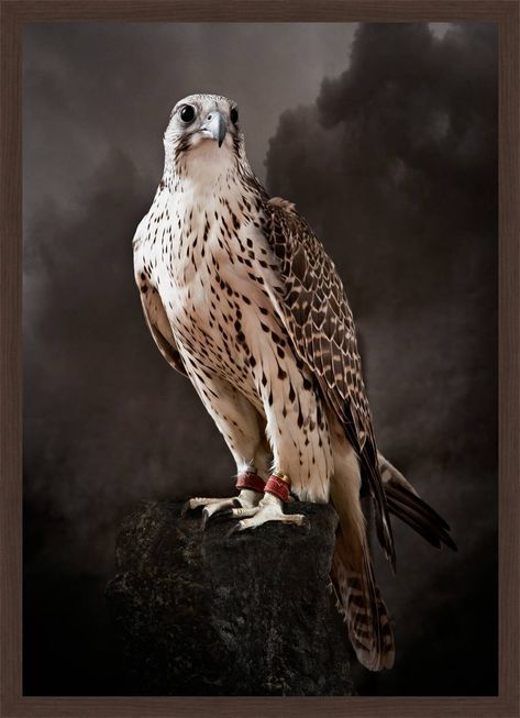 a bird sitting on top of a rock in front of a dark sky with clouds