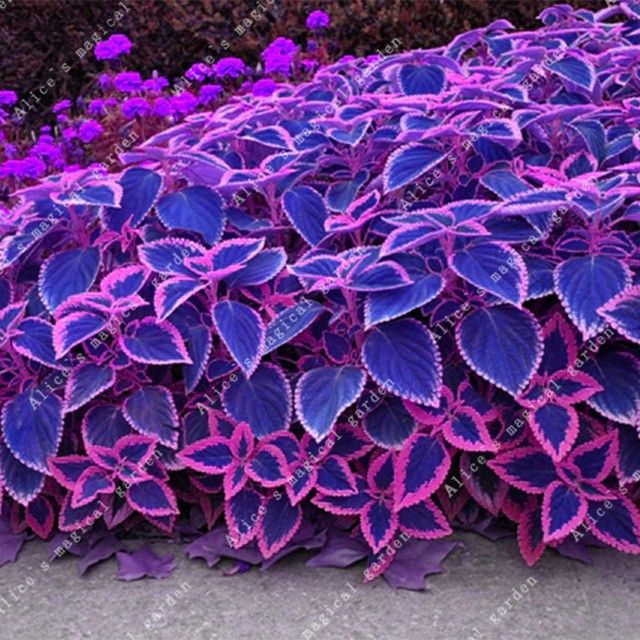 purple and green plants are growing on the sidewalk