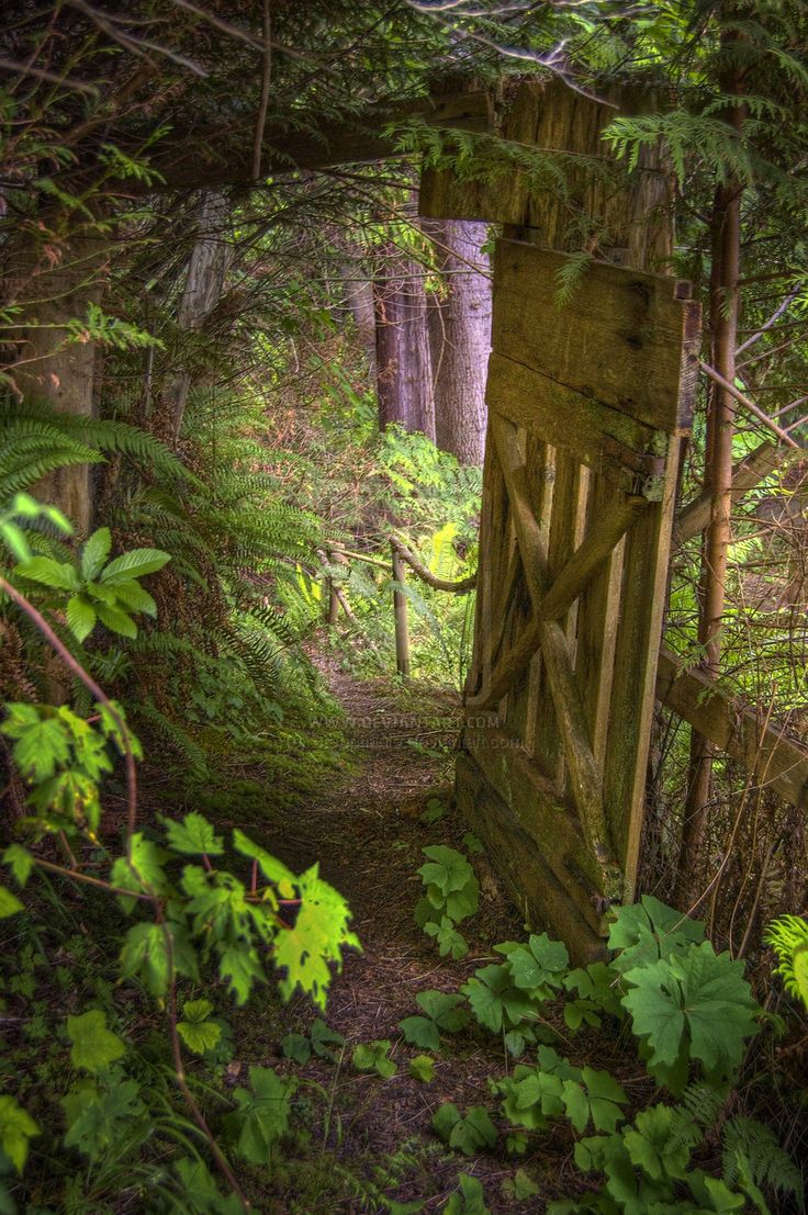 an old wooden gate in the middle of a forest