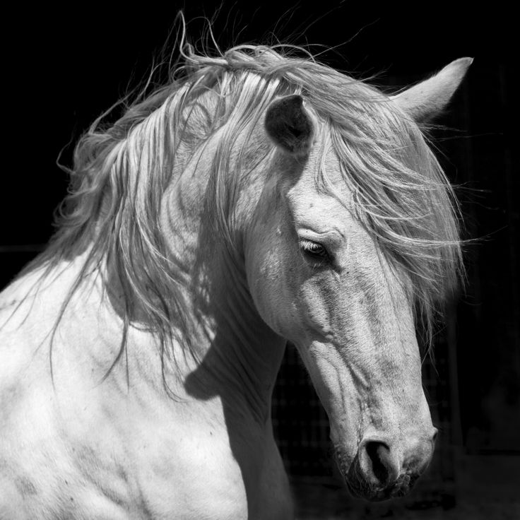 a black and white photo of a horse with long hair on it's head