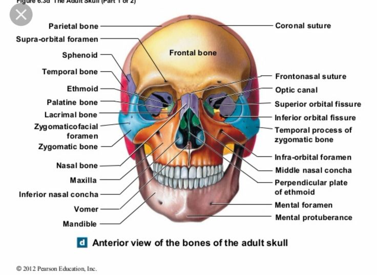 the bones and their major structures are labeled in this diagram, with labels on each side