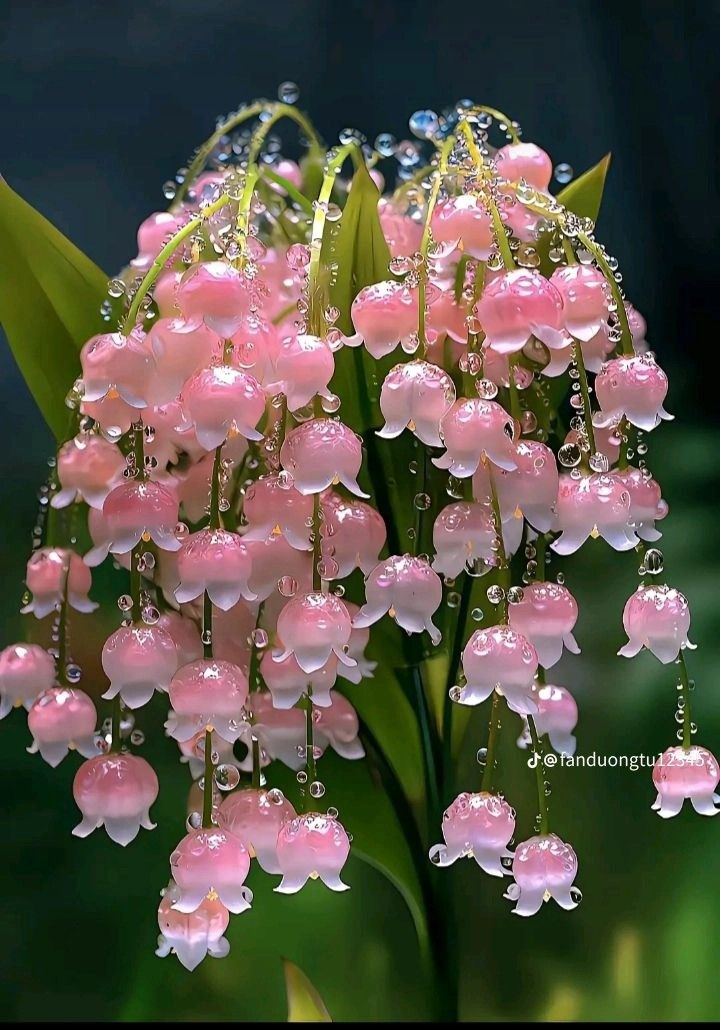 pink flowers with drops of water on them