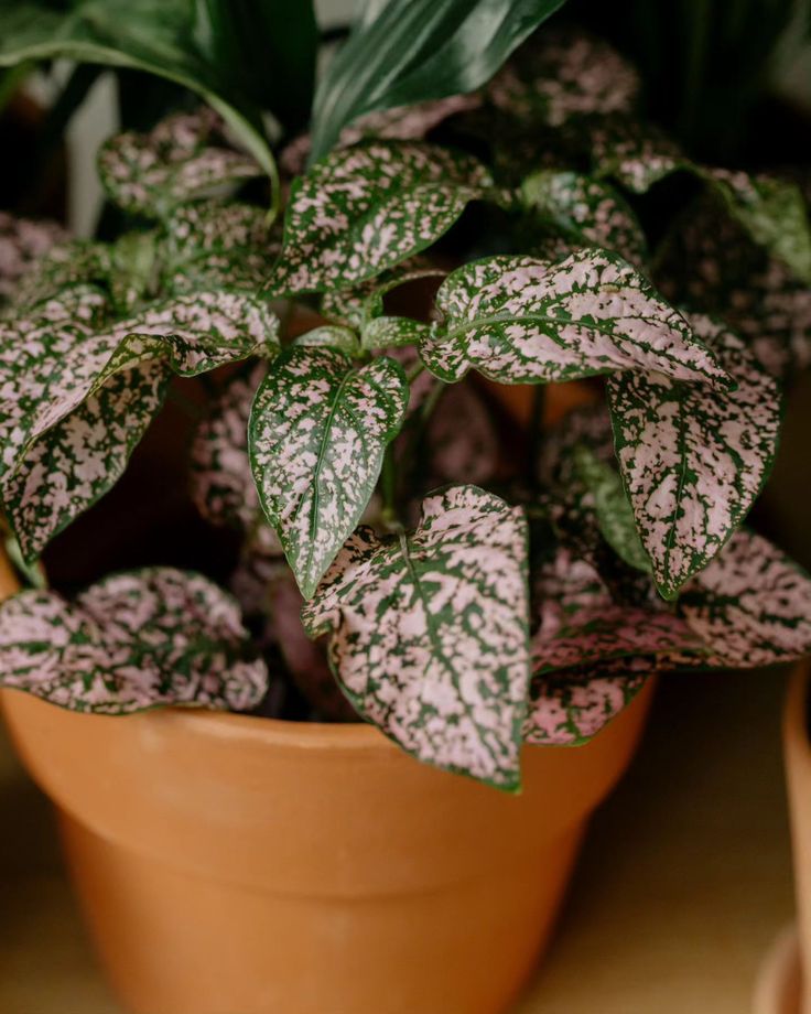 a potted plant with green and white leaves