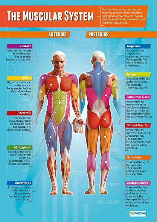 the muscular system poster with text