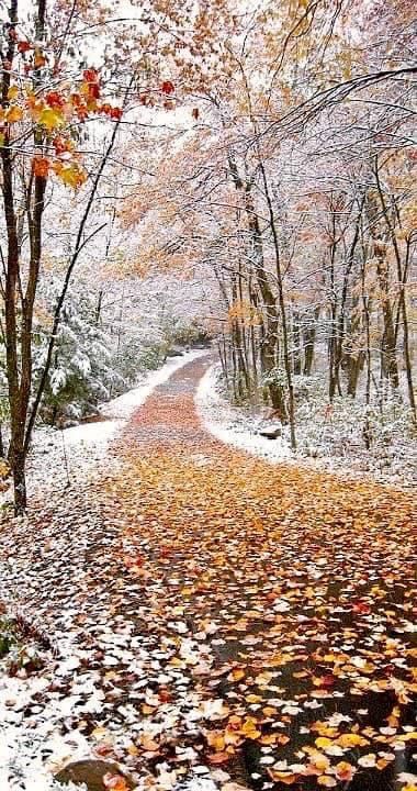 a snowy road surrounded by trees and leaves on the ground in front of it is covered with snow