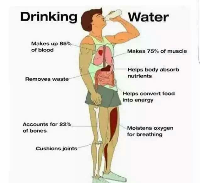 Benefits Of Drinking Water, Water Health, Water Benefits, Cheat Meal, Pinterest Recipes, Health Facts, Health Info, Gymnast, Body Health