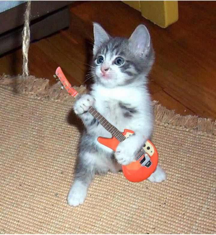 a kitten playing with an electric guitar on the floor