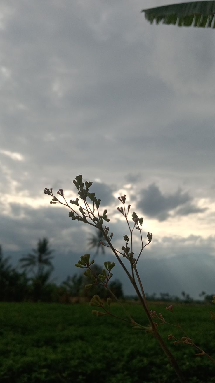 a small tree branch in front of a cloudy sky