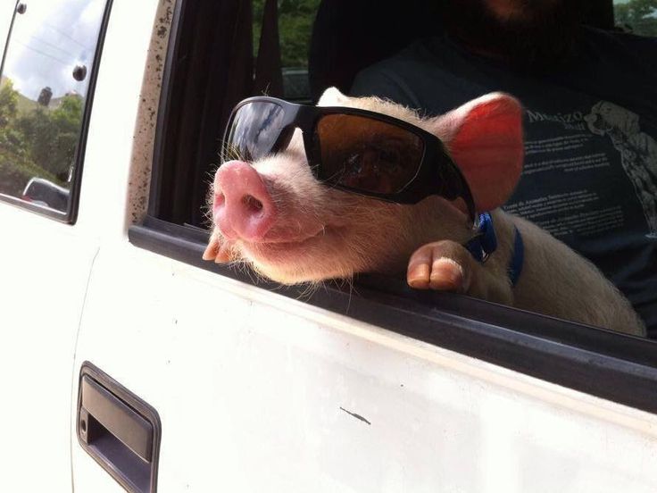 a small pig wearing sunglasses is sticking its head out the window