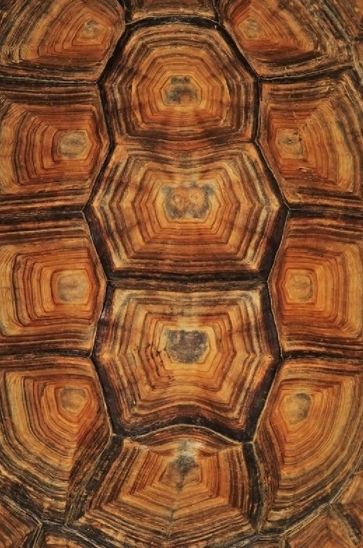 an image of a tortoise shell that looks like it is looking down