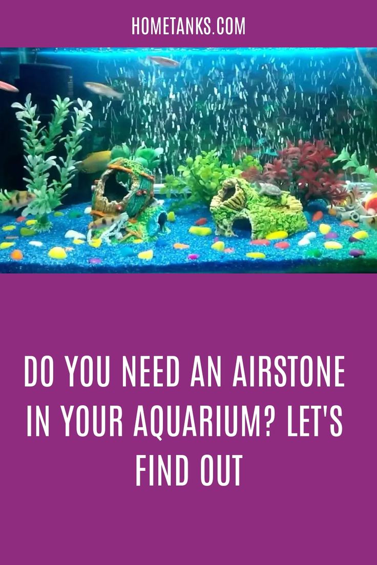 the words do you need an airstone in your aquarium? let's find out