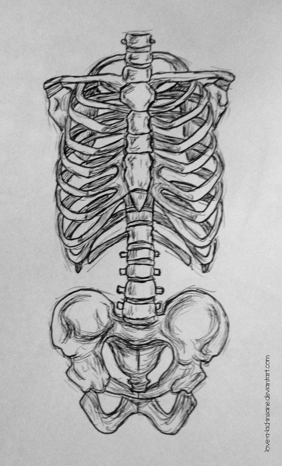 a drawing of a human skeleton with the lower body and upper torso visible in black ink