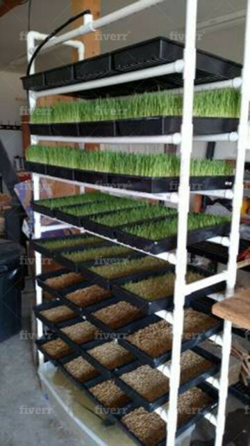 the shelves are filled with plants and seeding trays for growing wheat or grass