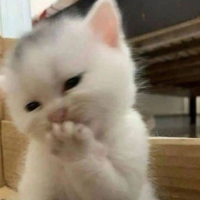 a small white kitten standing on its hind legs