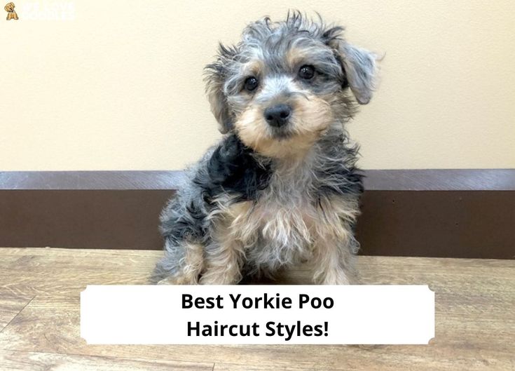 a small dog sitting on top of a wooden floor next to a sign that says best yorkie poo haircut styles