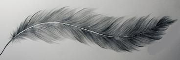 a black and white drawing of a feather