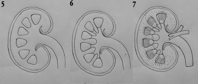 the diagram shows different stages of an animal's life cycle, as well as how to draw it