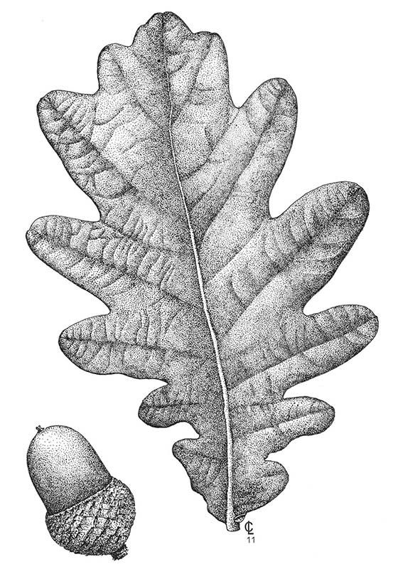 an oak leaf and acorn are shown in this black and white drawing, which is part of a series of drawings