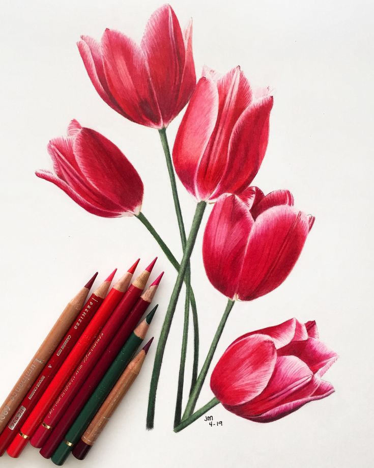 colored pencils are next to a drawing of red tulips