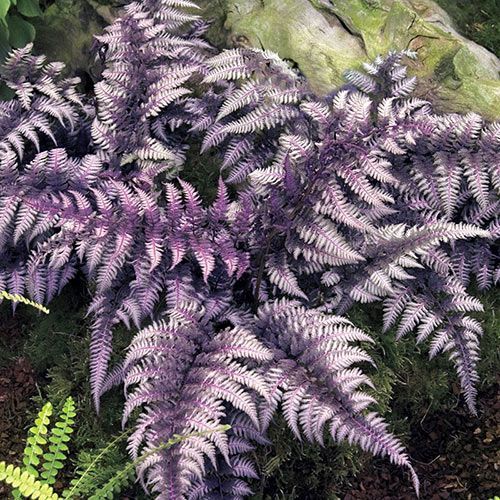 purple and green plants are growing in the ground