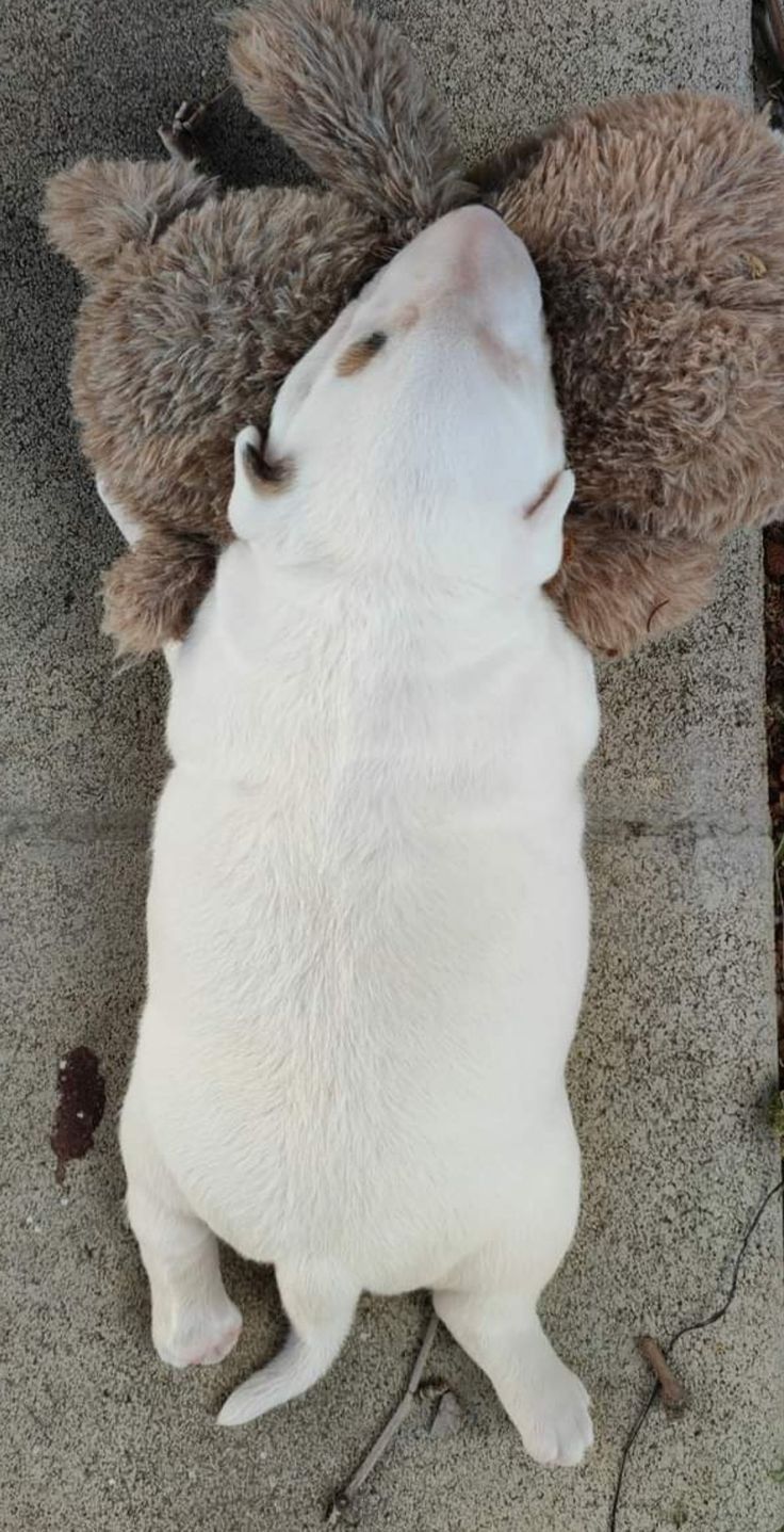 a white dog laying on its back with his head in the air and it's eyes closed