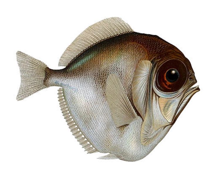 a close up of a fish on a white background