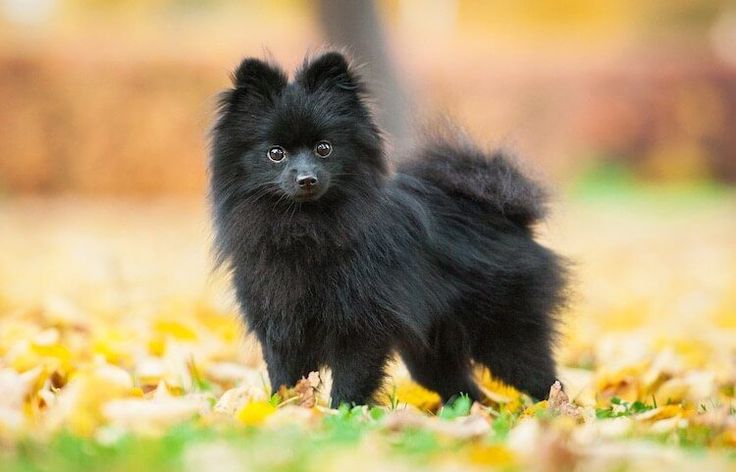 a small black dog standing on top of leaves