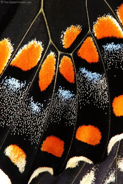 an orange and black butterfly's wings with white dots