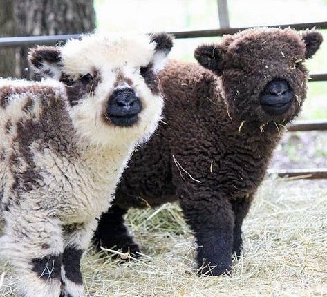 two baby sheep standing next to each other