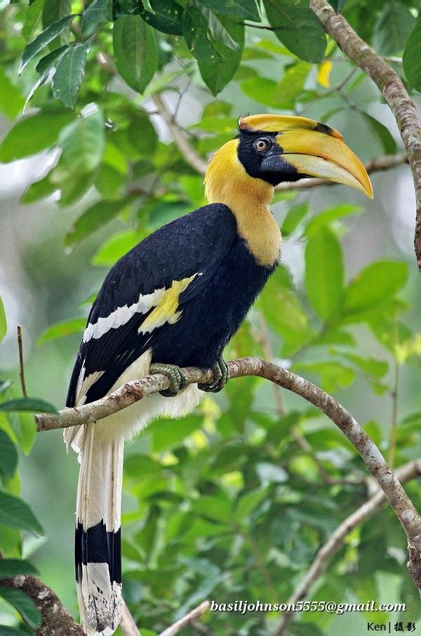 a colorful bird sitting on top of a tree branch