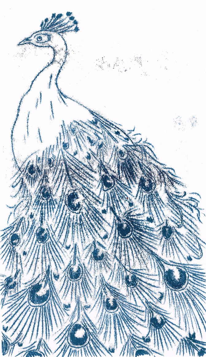 a drawing of a peacock with lots of feathers