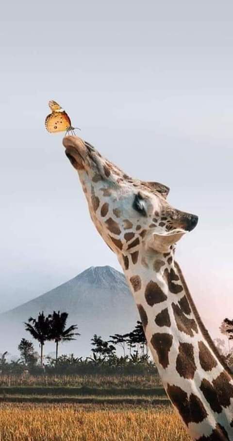 a giraffe reaching for a butterfly on it's head in front of a mountain