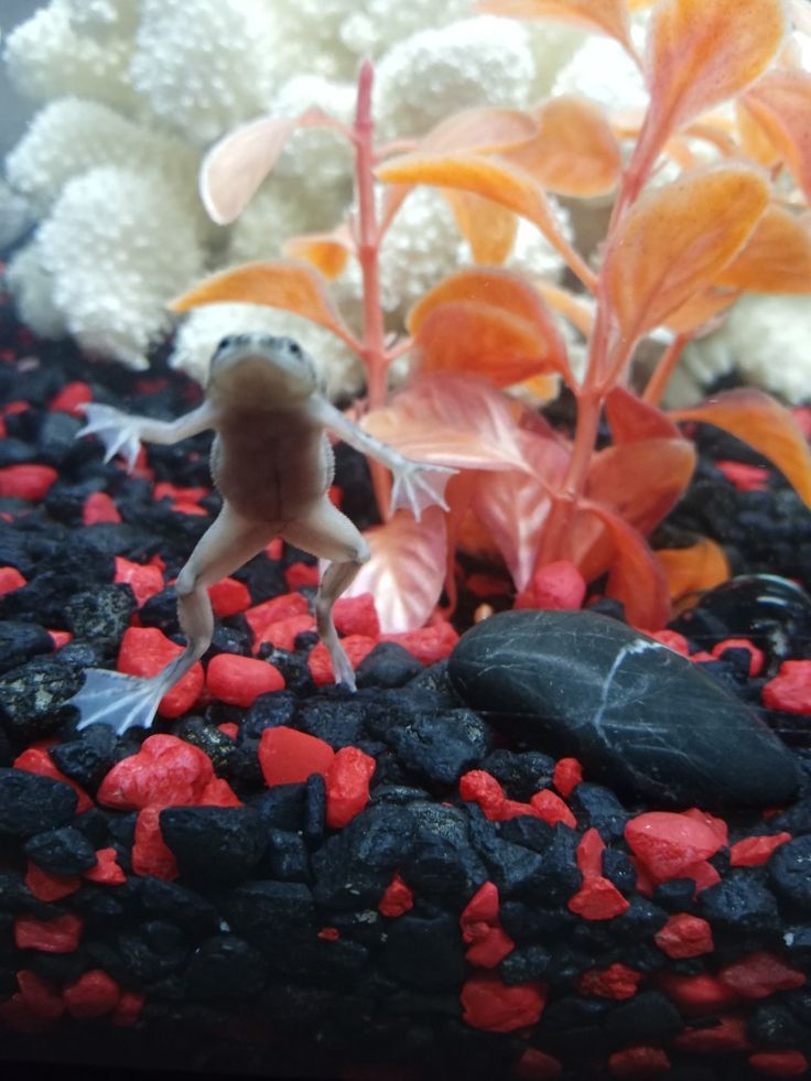 an aquarium filled with red and white rocks, plants and small plastic fish in the water