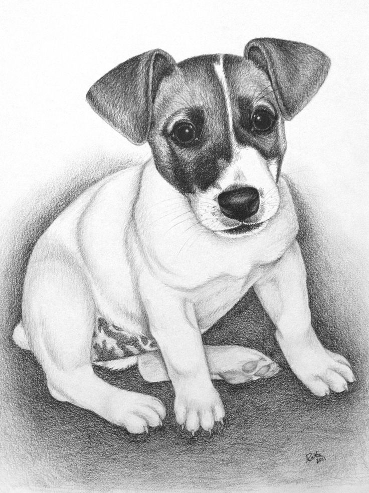 a pencil drawing of a puppy sitting on the ground