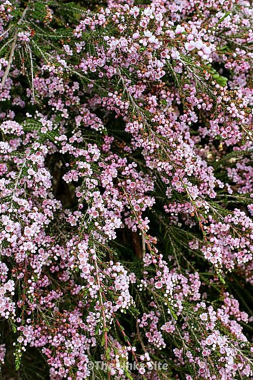 small pink flowers are growing on the tree