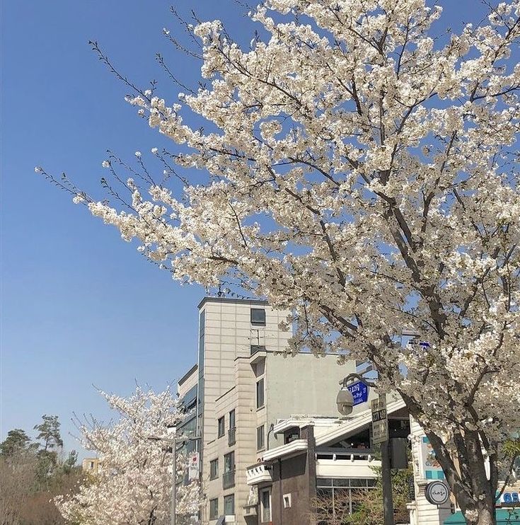 a tree with white flowers in front of a building