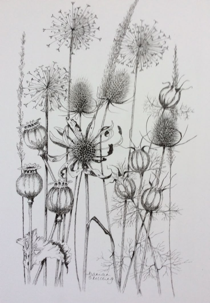 an ink drawing of some flowers on a white paper