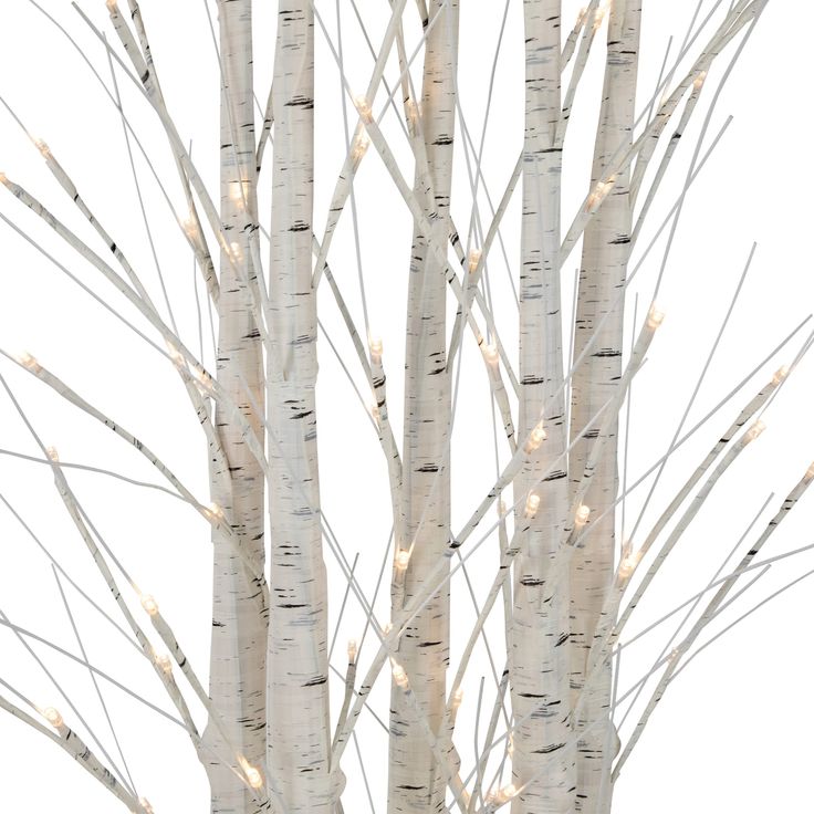 white birch trees with lights in the branches