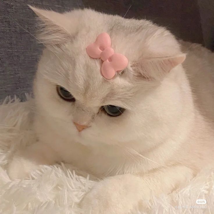 a white cat with a pink bow on its head sitting on a fluffy blanket and looking at the camera