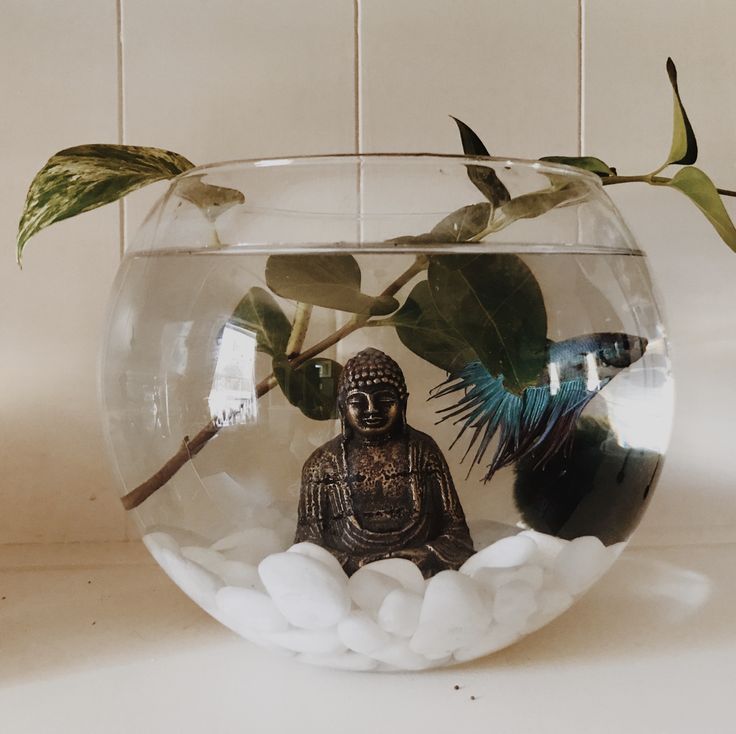 a small buddha statue in a fish bowl filled with water and rocks next to a plant