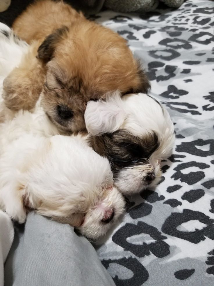 three puppies are sleeping together on a blanket