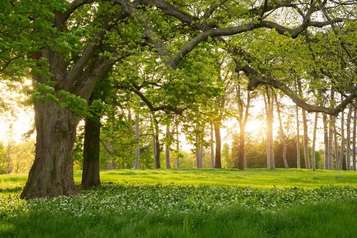 the sun shines through the trees and grass