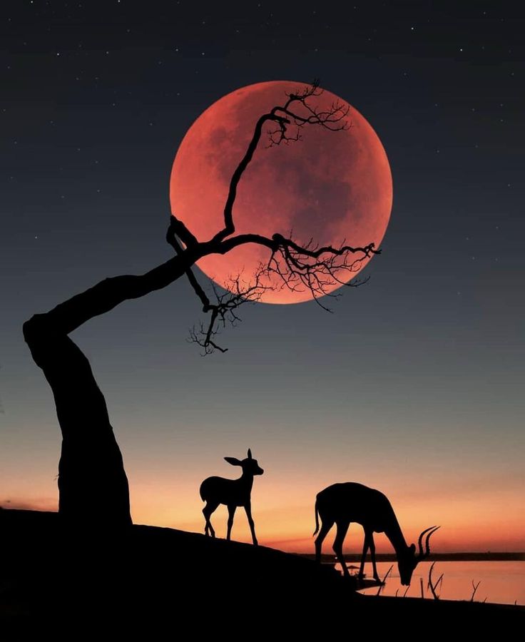 two animals are standing in front of a full moon with trees silhouetted against it