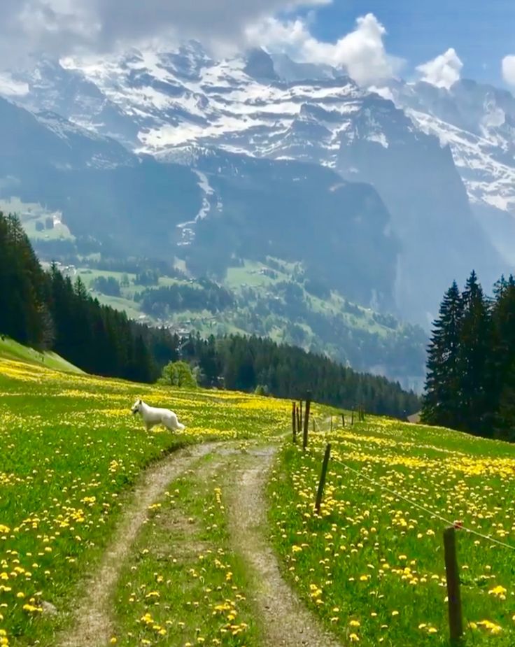 a dirt road in the middle of a grassy field with yellow flowers and mountains in the background