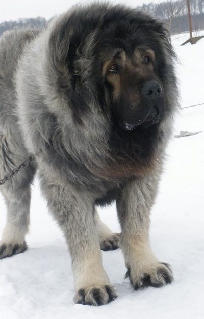 a large fluffy dog standing in the snow