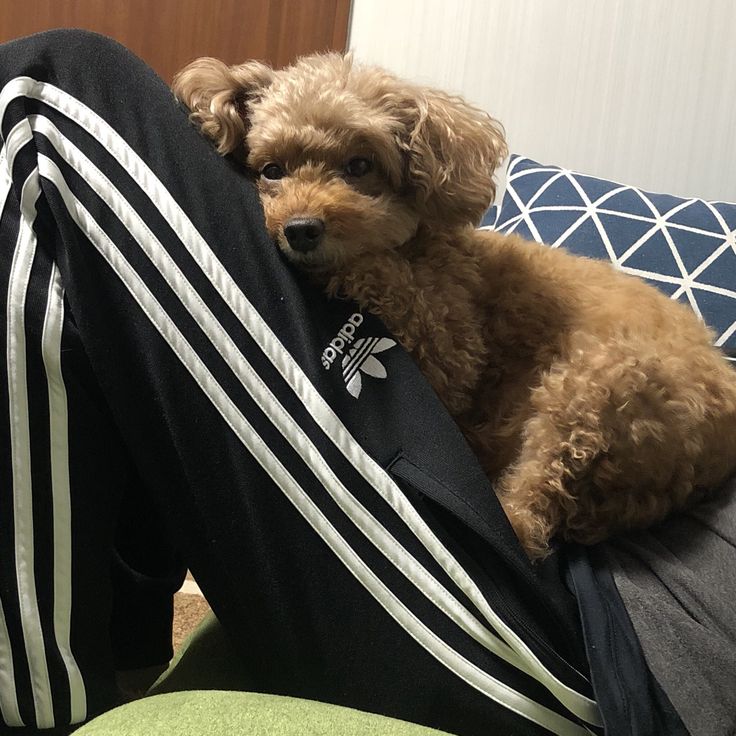 a brown dog laying on top of a person's leg wearing adidas pants